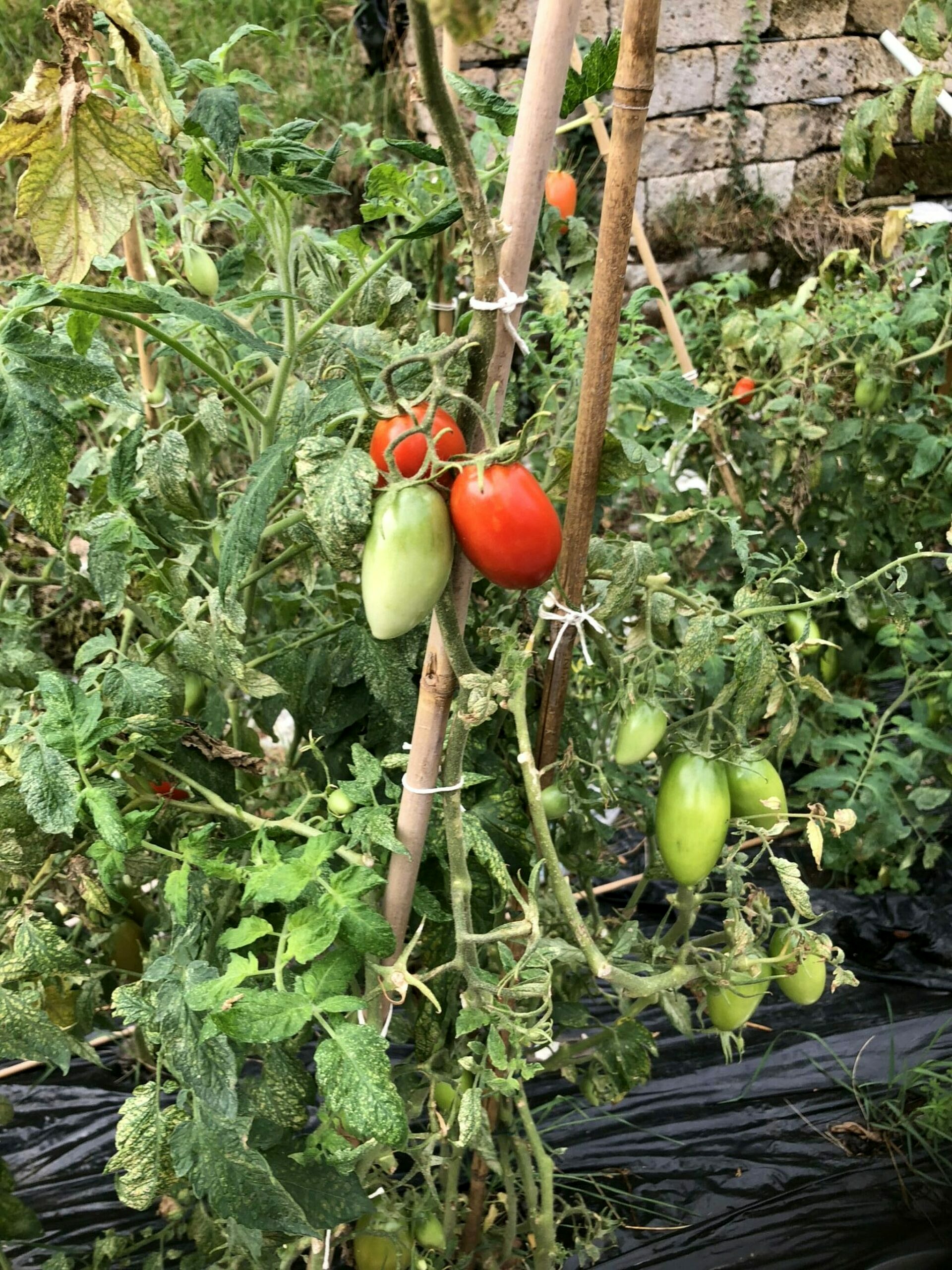 4 Differenze Tra La Coltivazione Di Pomodori In Una Serra