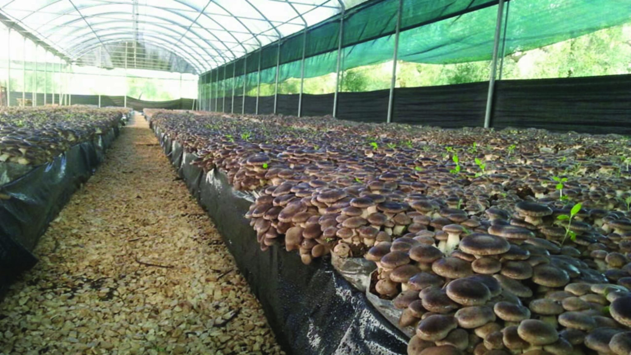 Guida Per La Coltivazione, L'agricoltura E La Semina Dei Funghi Polyhouse In India.