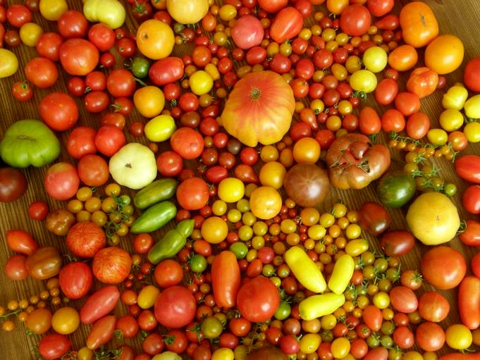 Come Coltivare I Pomodori In Giardino? - Il Giardiniere Quotidiano