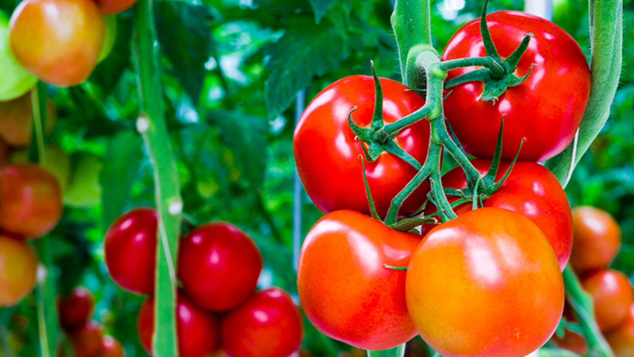 Come Piantare I Pomodori Nel Tuo Giardino Trucchi Per Prendersi Cura!